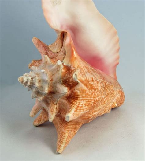 23 best CONCH SHELLS images on Pinterest | Conch shells, Sea shells and Shells