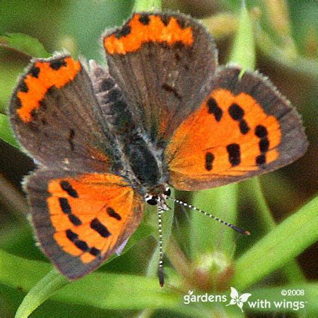 Compare Over 35 Brown Butterfly Images | Gardens With Wings