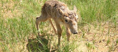 A Population Model for the Management of the Saiga Antelope | The Saiga Resource Centre