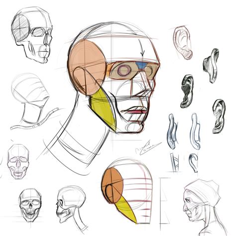 Head drawing study from Michael Hampton | Human anatomy art, Human anatomy drawing, Anatomy art