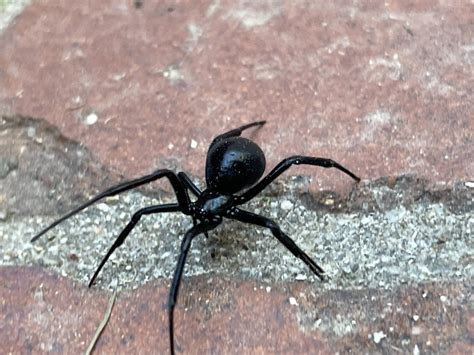 The Boise Guide to Black Widow Spiders