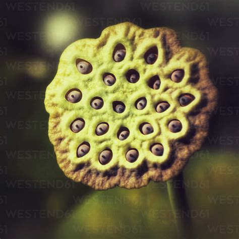 Fruit of Lotus Flower stock photo