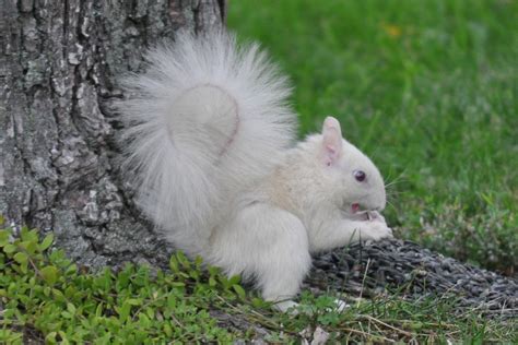 Child of a Frosty Morning: Musings of a Well-Traveled Southerner: Albino Squirrel in Ohio!