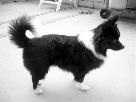 69+ Border Collie Pomeranian Mix For Sale Photo - Codepromos