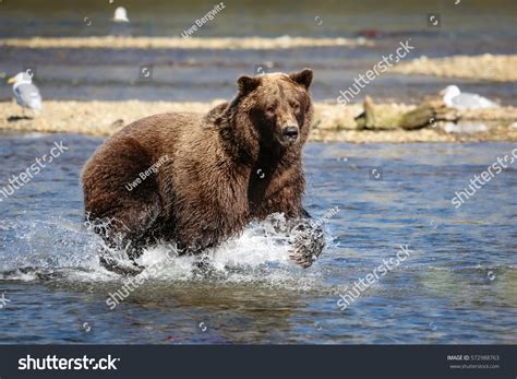 Alaskan Brown Bear Grizzly Bear Fishing Stock Photo 572988763 ...