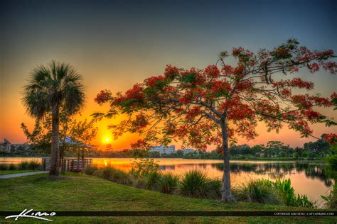 Royal Poinciana Tree Port St Lucie Florida