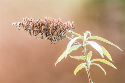 Pruning buddleia: when & how - Plantura