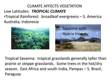 PPT - CLIMATE AFFECTS VEGETATION Low Latitudes: TROPICAL CLIMATE PowerPoint Presentation - ID ...