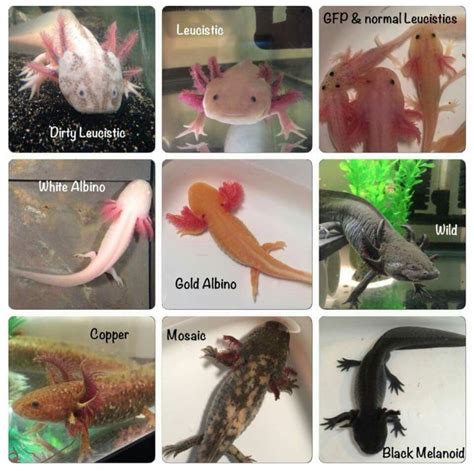 Axolotl care | Wiki | Reptiles Amino