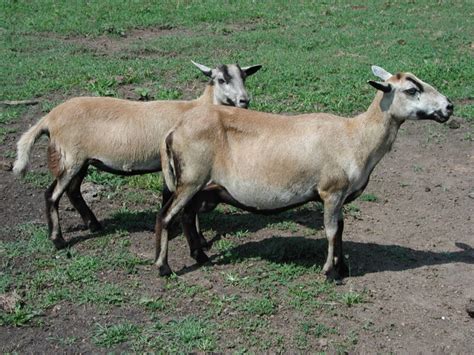 Barbados Blackbelly Sheep - The Livestock Conservancy