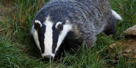 Experts Say: UK Badger Cull Is Ineffective and Inhumane - The Dodo