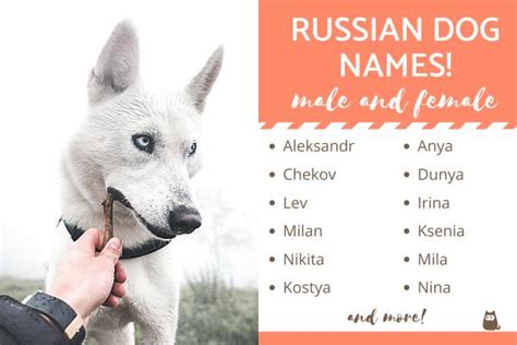 Russian Dog Names and Their Meaning - Male and Female!