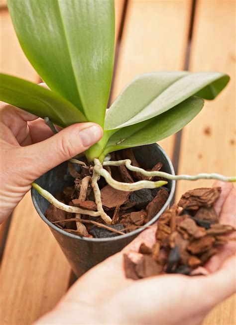 The Best Orchid Care to Keep These Beautiful Plants Thriving | Orchid ...