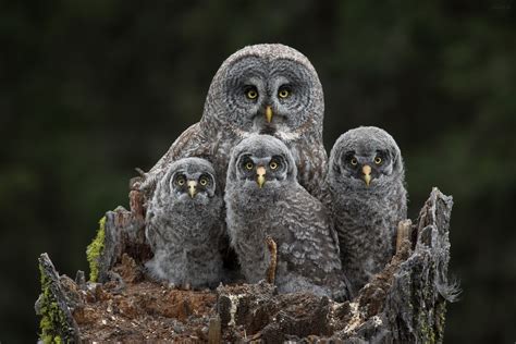 JESS FINDLAY PHOTOGRAPHY — Great Grey Owls