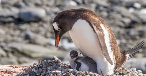 10 Incredible Gentoo Penguin Facts