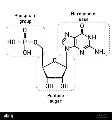 Chemical structure of DNA nucleotide. Three parts of a nucleotide. Phosphate group, pentose ...