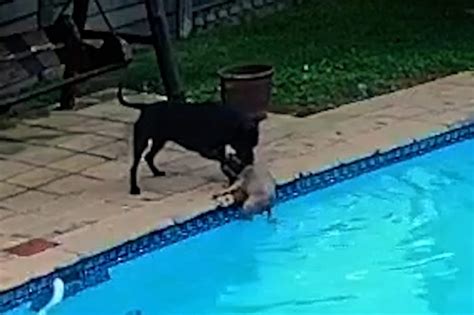 Dog saves dog from drowning in pool