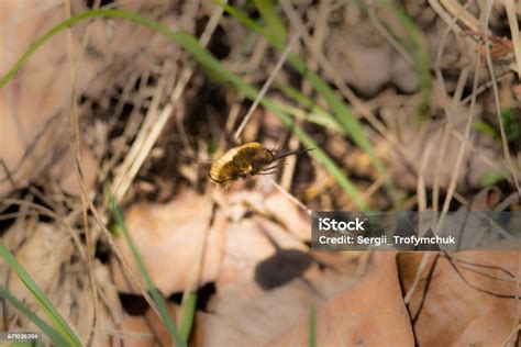 Bee Flies Bombyliidae Ginger Colour Furry Fly Looks Like Moths Or Mimics Bumblebees And Bees ...