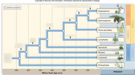 Biology Chapter 30 Evolutionary History of Plants Diagram | Quizlet