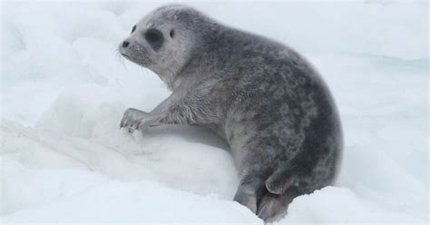 Arctic warming puts ringed seals in peril » Yale Climate Connections