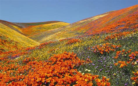 Valley of Flowers Wallpapers - Top Free Valley of Flowers Backgrounds ...