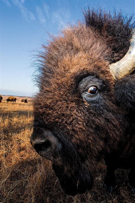 The Bison Returns to the Great American Plains | Endangered species art, Animals wild, Bison