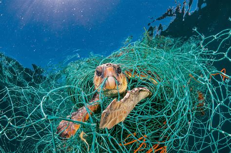 Sea Animals Eating Plastic Bags - Food Affair