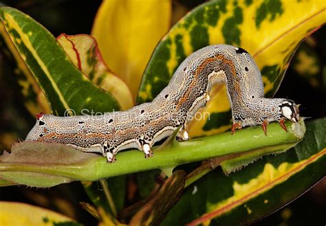 Best Photos of Australian insects, photographs of caterpillars in Australia