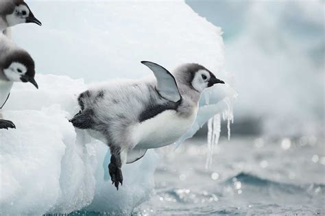 Emperor Penguins' First Journey to Sea : Woods Hole Oceanographic ...