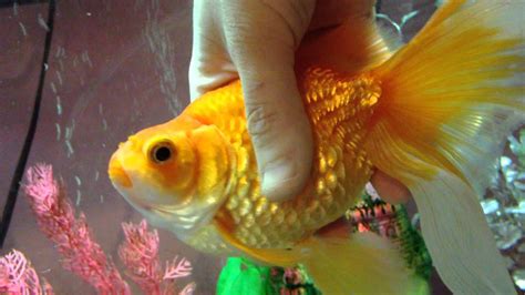 Goldfish with Swimbladder disease and dropsy | Doovi