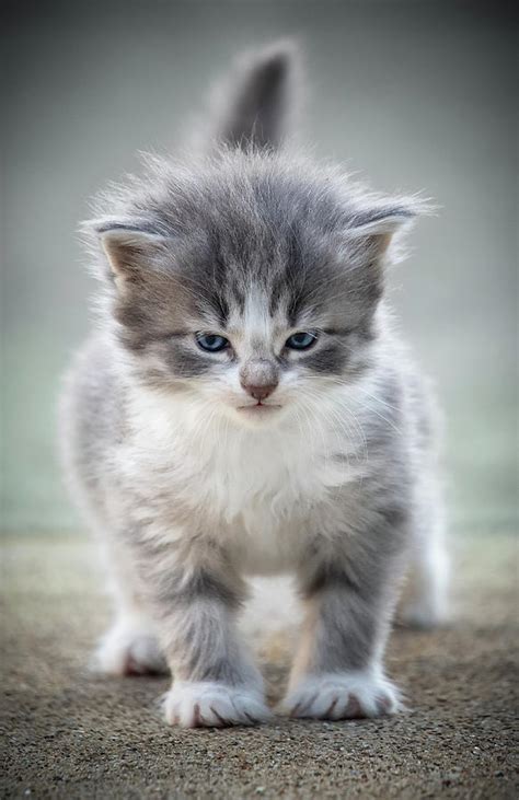 Angry Kitten Photograph by Jonathan Ross - Pixels