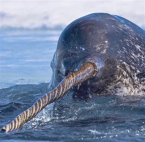 The narwhal tusk—most commonly found on males—is actually an enlarged tooth with sensory ...