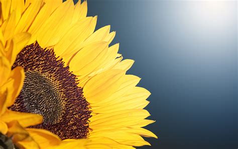 Sunflower 4K Wallpapers | HD Wallpapers | ID #21175