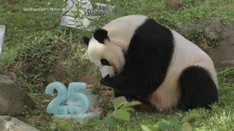 Video Giant Panda at the Smithsonian National Zoo turns 25 - ABC News