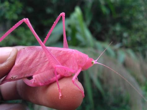 Beautiful Footage of a Rare Bright Pink Katydid