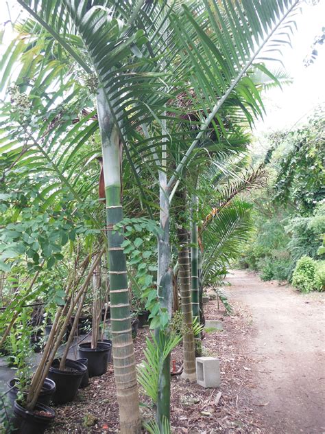 Dypsis cabadae(Cabada Palm1) - Richard Lyons Nursery, Inc.