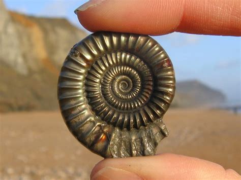 Charmouth (Dorset) | Discovering Fossils