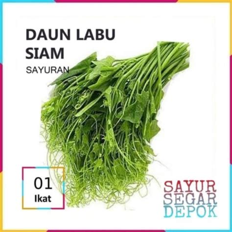 Jual DAUN LABU SIAM SAYUR / SAYUR SEGAR DEPOK - Selada Air - Kota Depok - SAYUR SEGAR | DEPOK ...