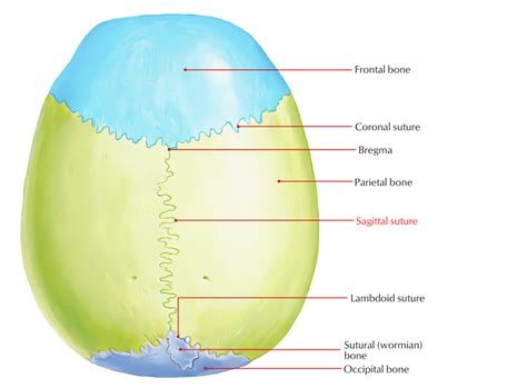 Sagittal Suture – Earth's Lab