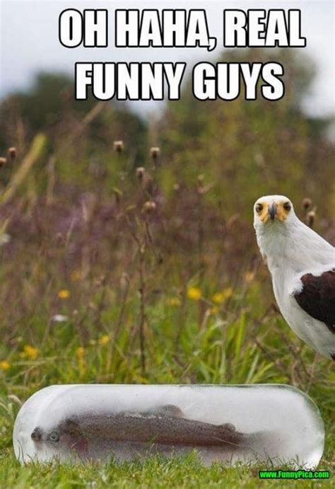 30 Hilarious Bird Pictures to Make You Laugh - Tail and Fur