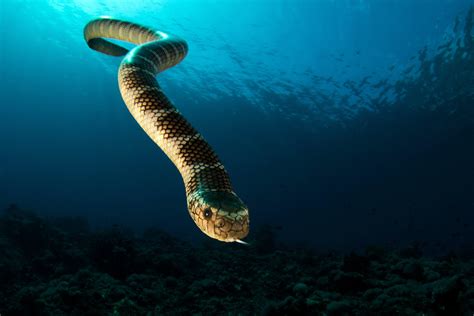 The Top Destinations to Dive With Sea Snakes