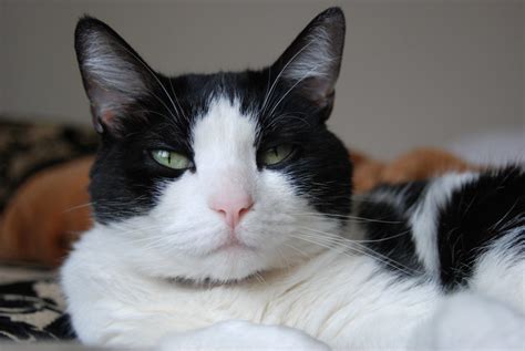 20 Black and White Cat Breeds - PetHelpful