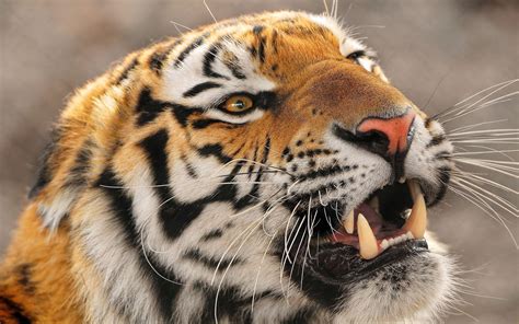 Angry Tiger Wallpapers - Wallpaper Cave