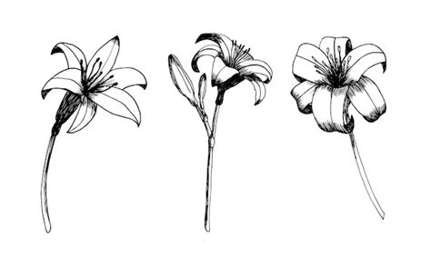 Premium Vector | Daylily vector set Hand drawn botanical lily sketch ...