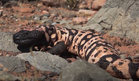 Wildlife Wednesday: Gila Monsters | Red Rock Canyon Las Vegas