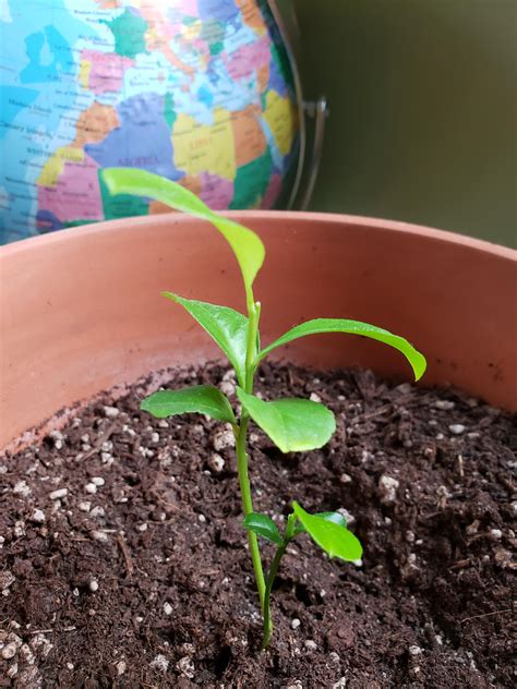 My baby lemon tree grown from a seed of a lemon from the store : r ...