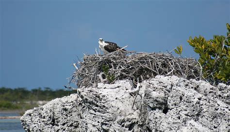 Eagle nesting | Global FlyFisher