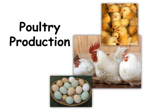 PPT - Poultry Production PowerPoint Presentation, free download - ID ...