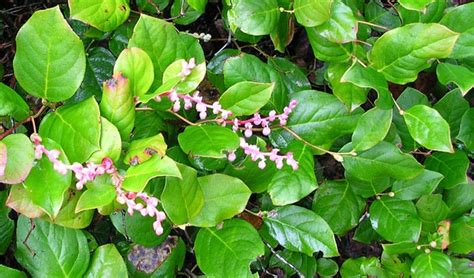 Five Pacific Northwest Native Shrubs to Plant in Your Garden — The ...