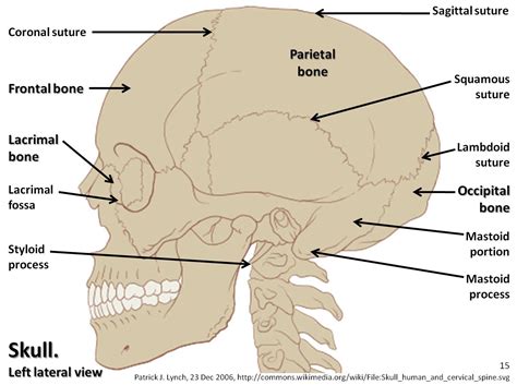 Back Of Skull Anatomy Labeled : Skull Lateral View Labelled - Medical ...